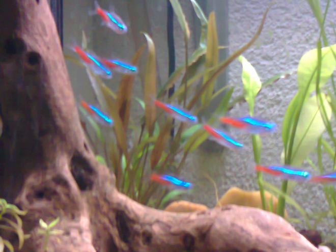 26 gallons planted tank (mostly live plants and fish) - ....................
