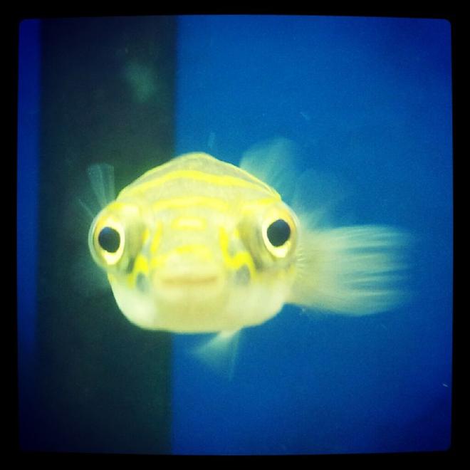 freshwater fish - tetraodon biocellatus - figure 8 puffer - Well, technically its a brackish fish.... So not sure where to put this. 
Figure Eight Puffer Fish.