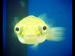 fish avatar