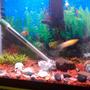 70 gallons freshwater fish tank (mostly fish and non-living decorations) - Left