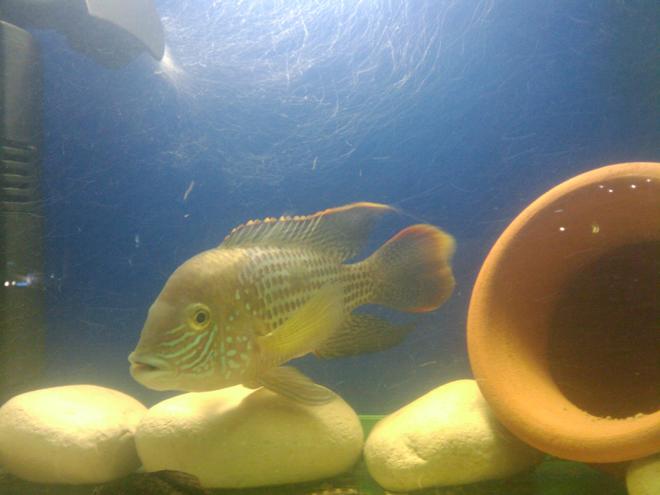 freshwater fish - aequidens rivulatus - green terror stocking in 20 gallons tank - my love