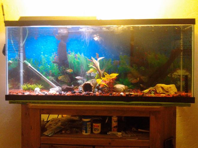 70 gallons freshwater fish tank (mostly fish and non-living decorations) - My tank