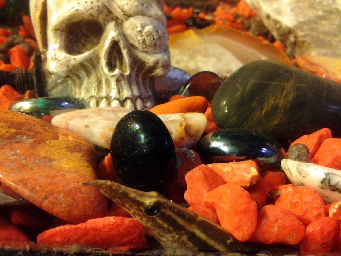 freshwater fish - macrognathus siamensis - peacock eel stocking in 70 gallons tank - Peacock eel "waldo"