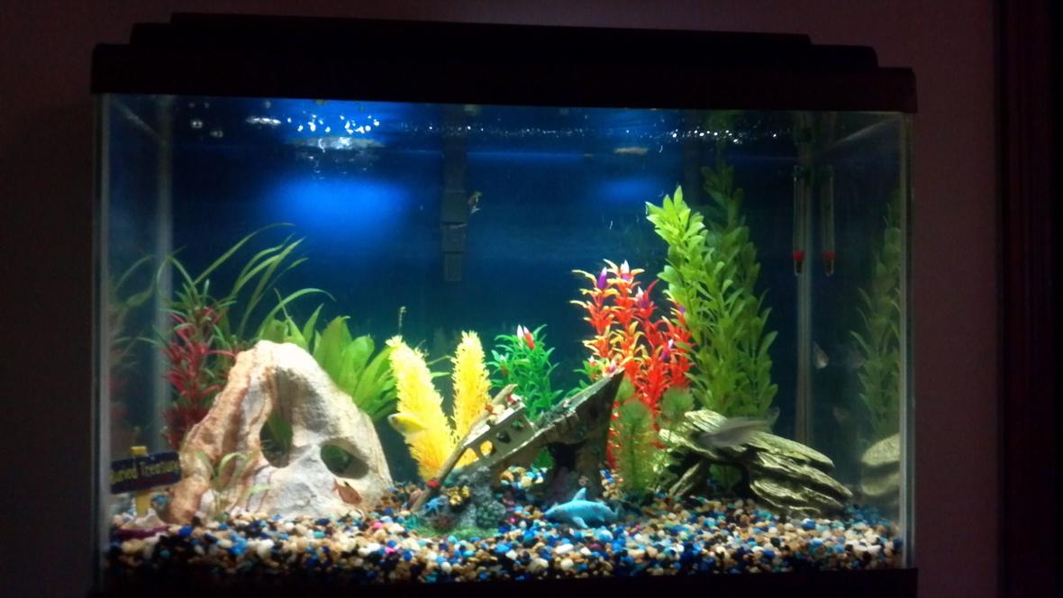 20 gallons freshwater fish tank (mostly fish and non-living decorations) - my tank