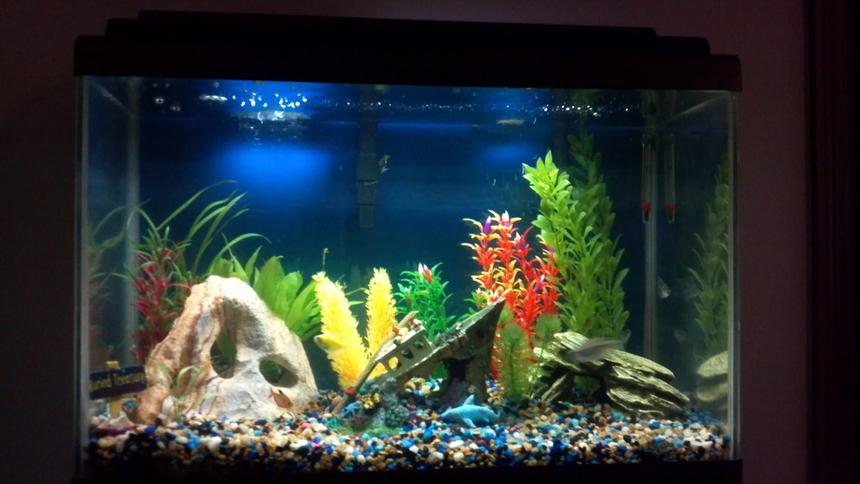 Rated #3357: 20 Gallons Freshwater Fish Tank - my tank