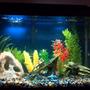 20 gallons freshwater fish tank (mostly fish and non-living decorations) - my tank