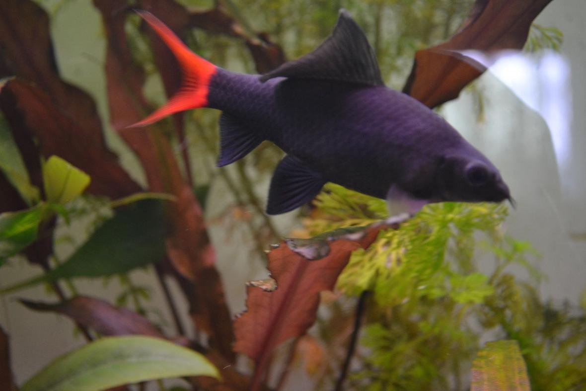 freshwater fish - epalzeorhynchos bicolor - redtail shark stocking in 120 gallons tank - Red-tailed black shark (Epalzeorhynchos bicolor), also known as the redtail shark and Labeo bicolor