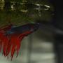 freshwater fish - betta splendens - crown tail betta stocking in 120 gallons tank - clown tail fighter fish/beta