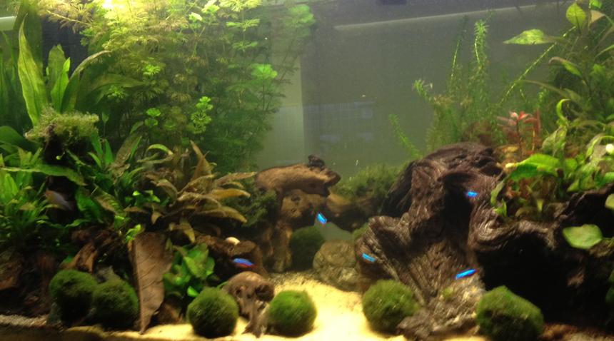 Rated #55: 40 Gallons Planted Tank - First planted tank 5 months old
