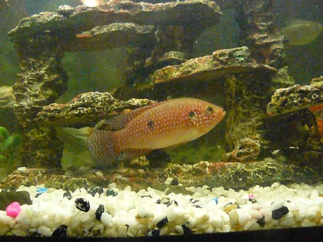 freshwater fish - hemichromis bimaculatus - jewel cichlid stocking in 40 gallons tank - Red Jewel Cichlid