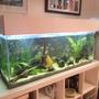 fish tank picture - 4ft river bed natural tank