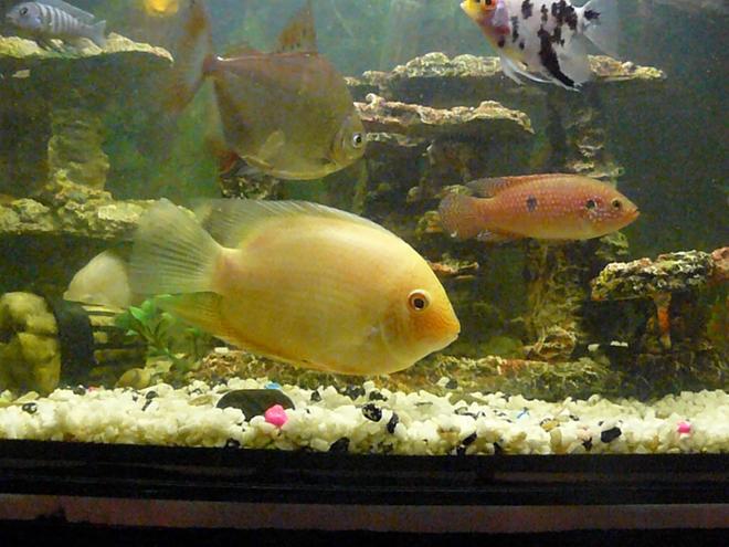 freshwater fish - heros serverus - gold severum stocking in 40 gallons tank