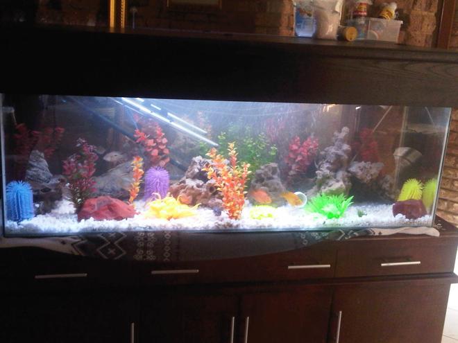 90 gallons freshwater fish tank (mostly fish and non-living decorations)