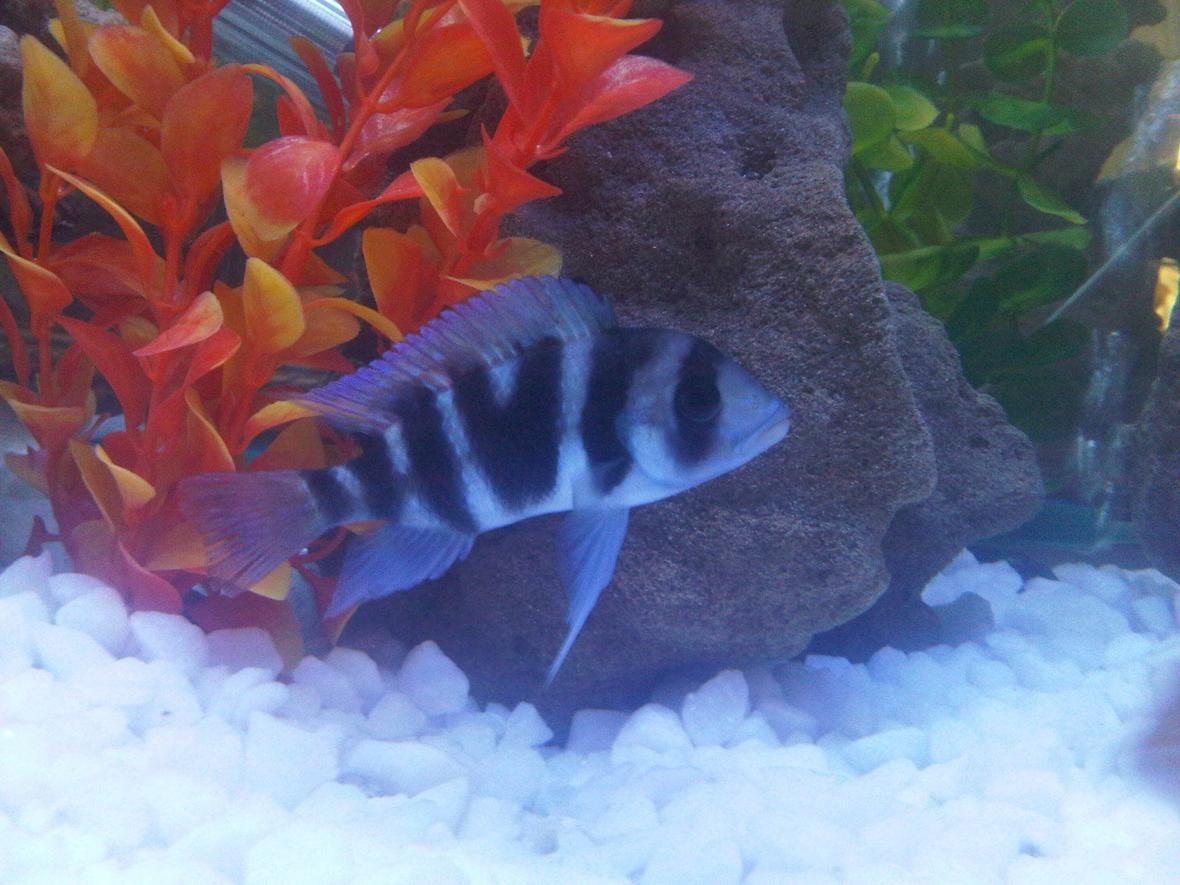 freshwater fish - cyphotilapia frontosa - frontosa cichlid stocking in 90 gallons tank