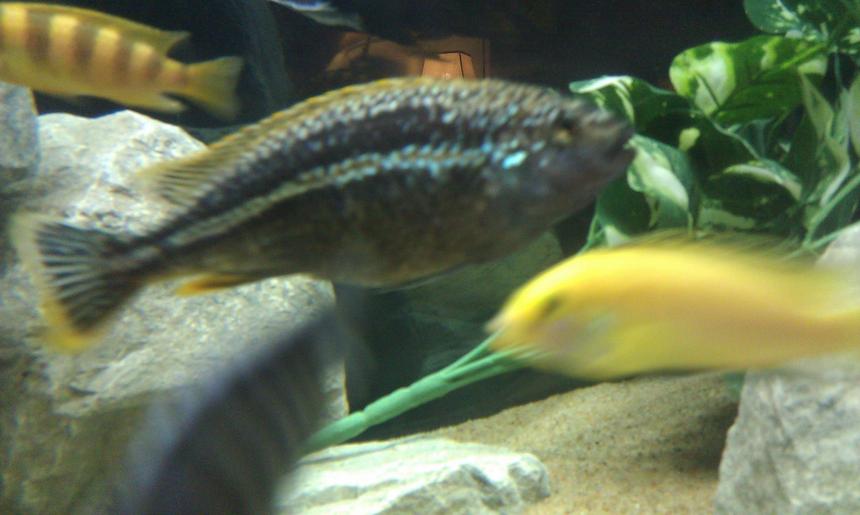 Rated #93: Freshwater Fish - Melanochromis Auratus - Auratus Cichlid Stocking In 75 Gallons Tank - this is my 7" Melanochromis auratus he is the king of the tank, but pretty mild for his species