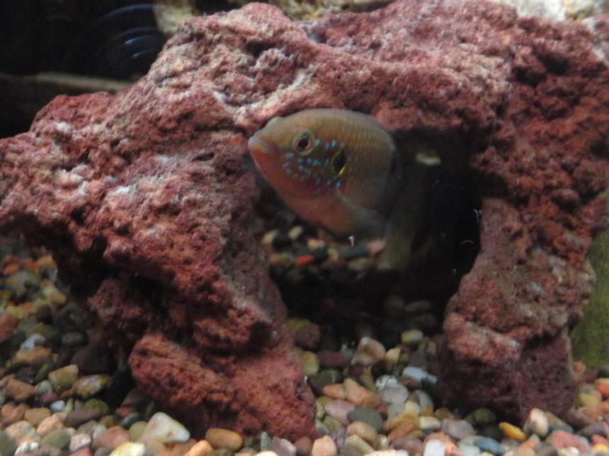 Rated #77: Freshwater Fish - Hemichromis Bimaculatus - Jewel Cichlid Stocking In 90 Gallons Tank - Jewel fish.