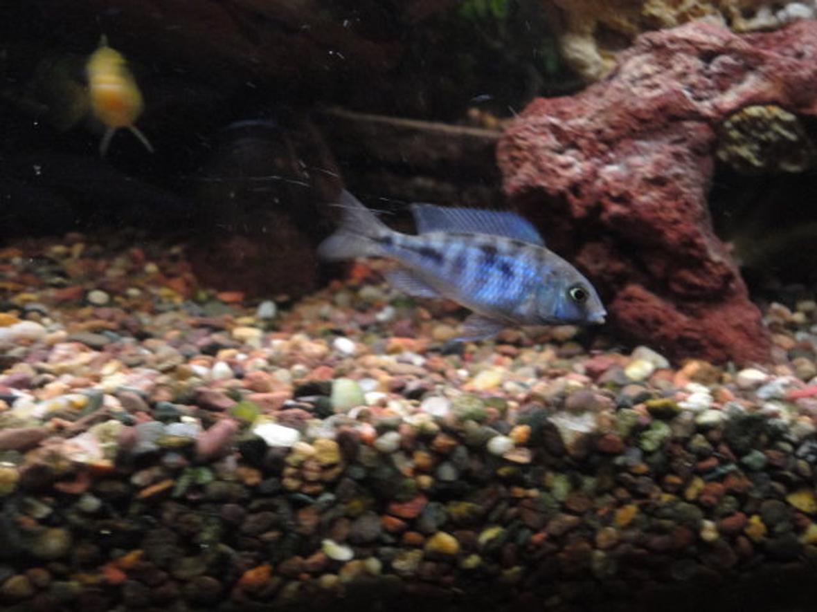 freshwater fish - cyrtocara moorii - blue dolphin cichlid stocking in 90 gallons tank - Juvenile Malawi blue dolphin.