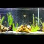 135 gallons freshwater fish tank (mostly fish and non-living decorations) - My 135 gallon freshwater setup