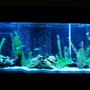 fish tank picture - My freshwater 135 gallon nighttime.