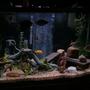 150 gallons freshwater fish tank (mostly fish and non-living decorations) - 150 Gallon