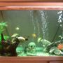 85 gallons freshwater fish tank (mostly fish and non-living decorations) - tank