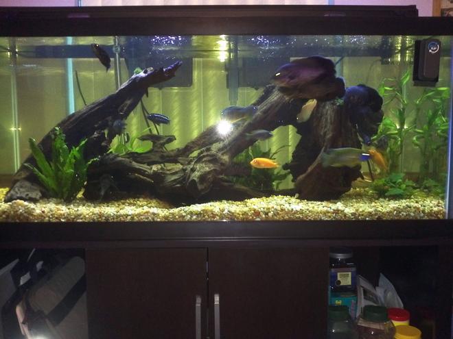 75 gallons freshwater fish tank (mostly fish and non-living decorations) - Main tank