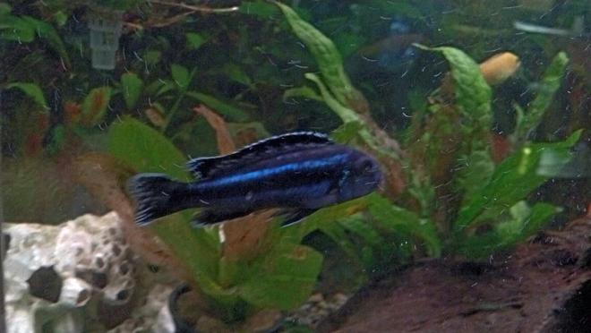 freshwater fish - melanochromis johannii - johanni cichlid stocking in 55 gallons tank - electric blue johanni