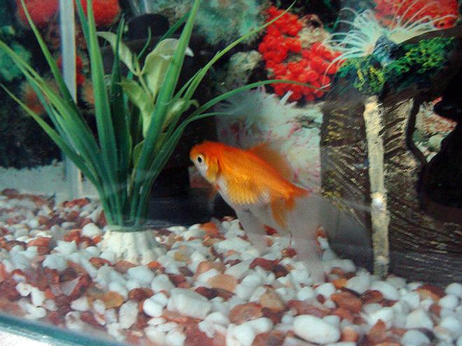 freshwater fish - carassius auratus - red ryukin goldfish stocking in 40 gallons tank - gold fish