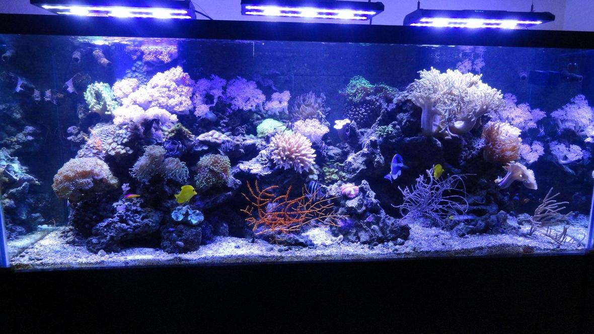 220 gallons reef tank (mostly live coral and fish) - 220 Gallon Reef Tank with Acan LED Lighting