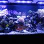 220 gallons reef tank (mostly live coral and fish) - 220 Gallon Reef Tank with Acan LED Lighting