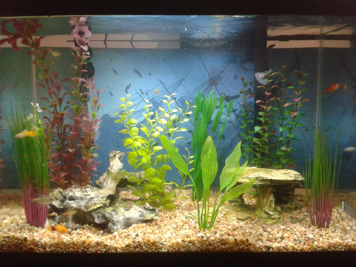 20 gallons freshwater fish tank (mostly fish and non-living decorations) - My 20 Gallon