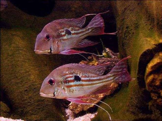 freshwater fish - satanoperca jurupari - eartheater stocking in 5 gallons tank