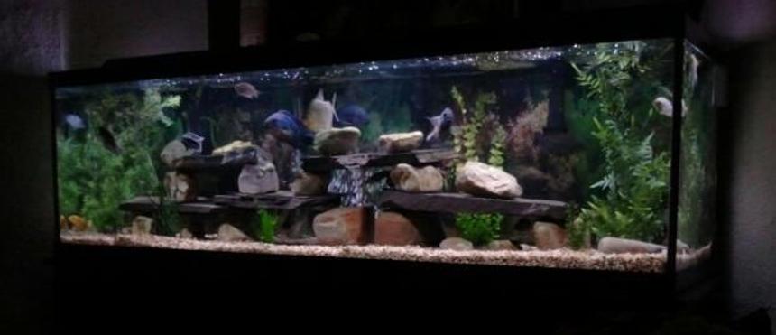 Rated #39: 125 Gallons Freshwater Fish Tank - 125 gallon tank