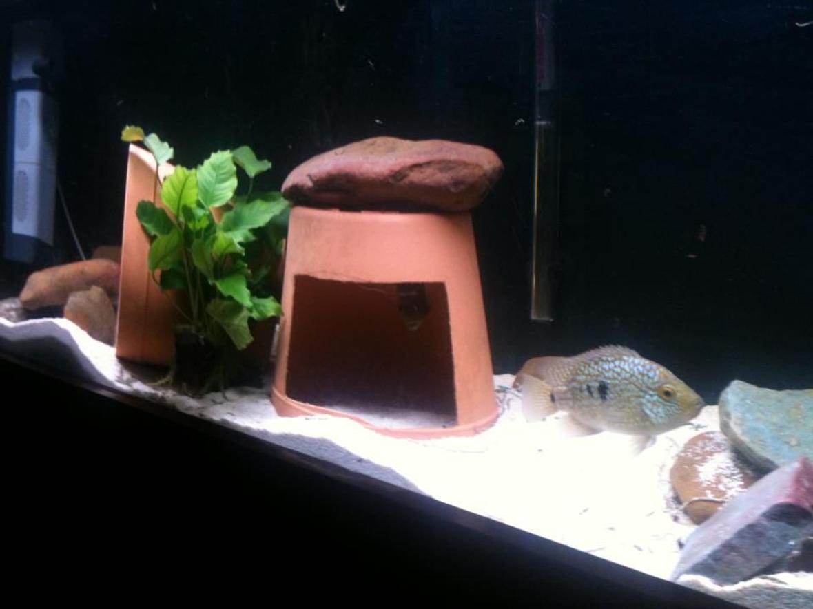 75 gallons freshwater fish tank (mostly fish and non-living decorations) - Jack Dempsey & Texas Cichlid tank