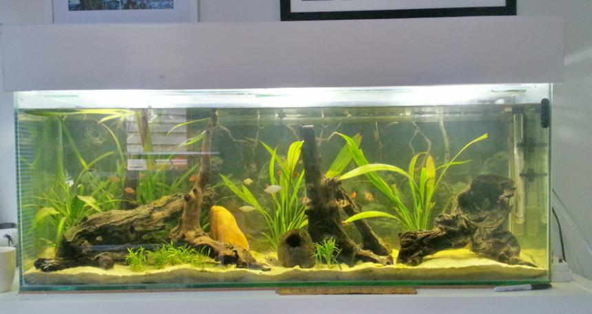 Rated #44: 55 Gallons Planted Tank - Planted Fish Tank