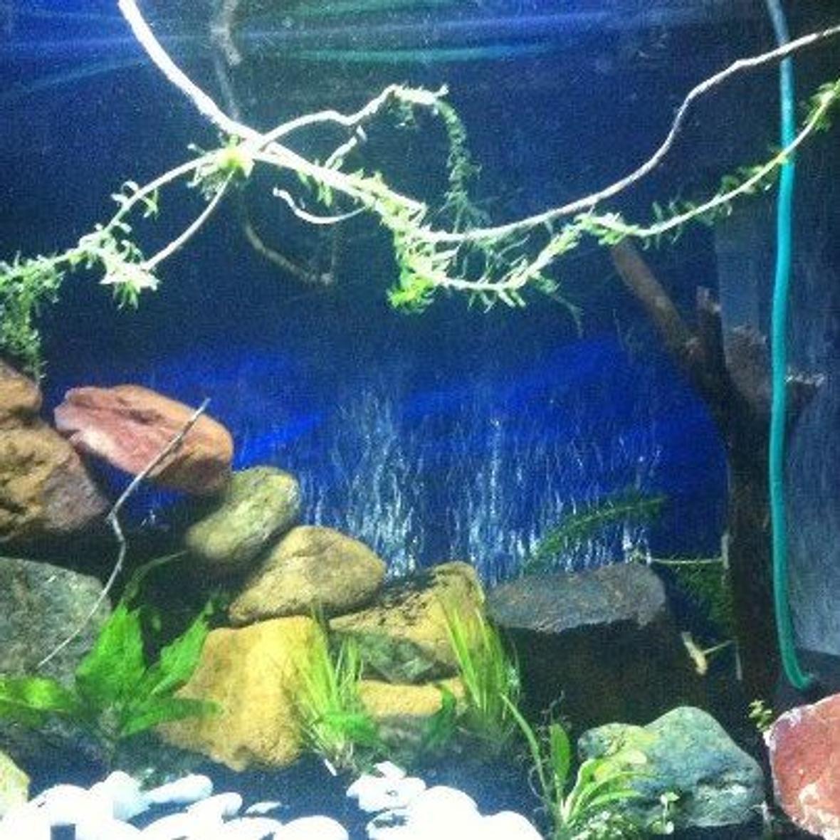 fish tank picture - This is the most recent photo of this tank. Those white pebbles are Still there... the moss I tied around the branch is starting to grow, the elodea kept uprooting so in the end I just draped it around the branch. I'll try planting it again when I regain my patience (!)