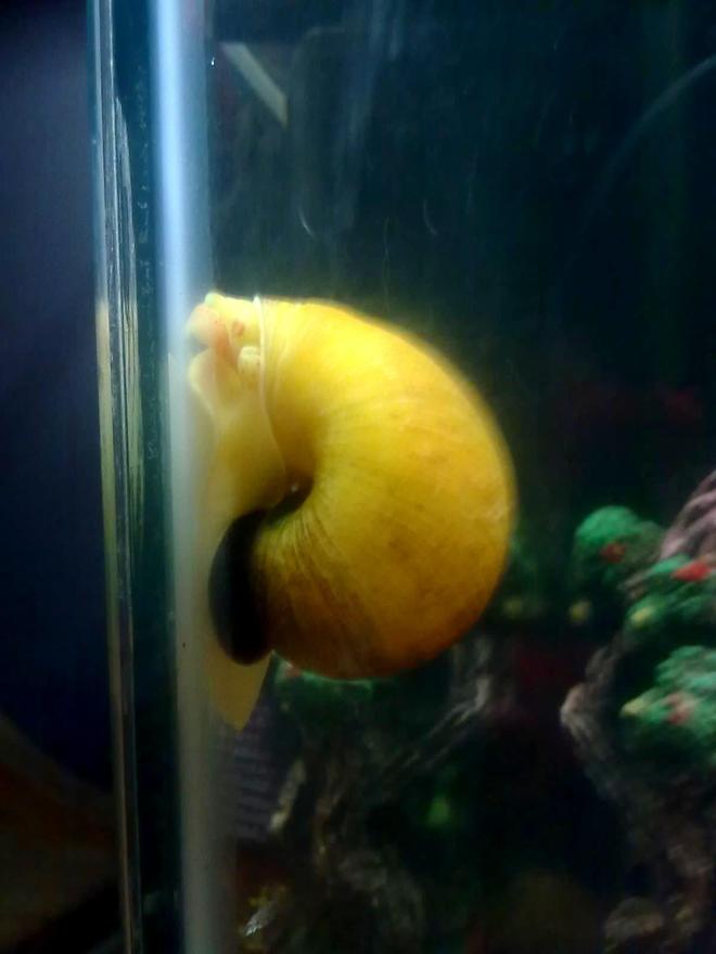 corals inverts - pomacea canaliculata - apple snail stocking in 30 gallons tank - apple snail in my freshwater tank