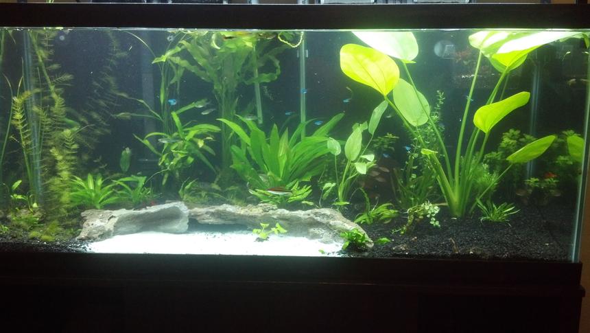 Rated #42: 75 Gallons Planted Tank - My 75 gallon.its a little cloudy just got done moving acouple plants