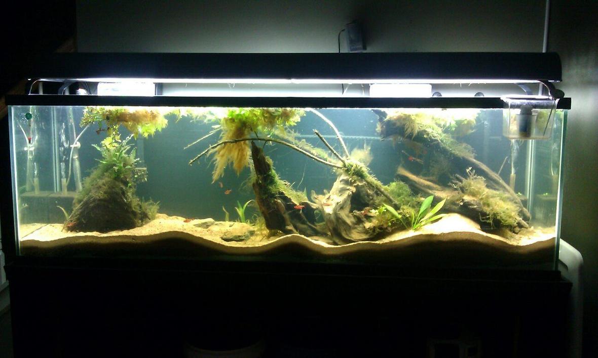 125 gallons planted tank (mostly live plants and fish) - Newly setup Amazon 125 Gallon. It was just setup on 9/11/12.