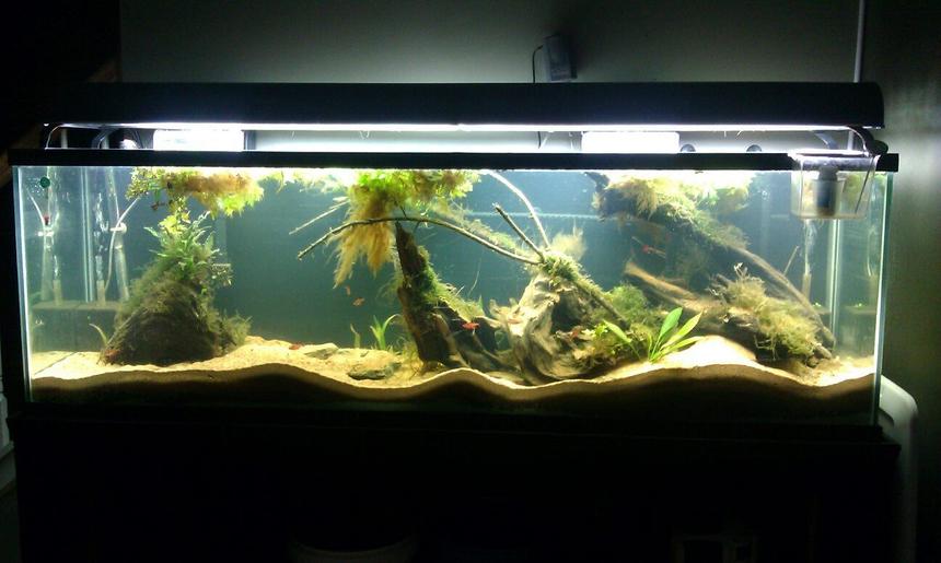 Rated #89: 125 Gallons Planted Tank - Newly setup Amazon 125 Gallon.  It was just setup on 9/11/12.