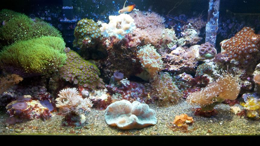 Rated #33: 55 Gallons Reef Tank - 20 gallon 30x12x12 nano