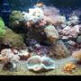 55 gallons reef tank (mostly live coral and fish) - 20 gallon 30x12x12 nano
