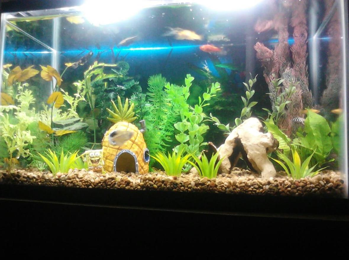 10 gallons freshwater fish tank (mostly fish and non-living decorations)