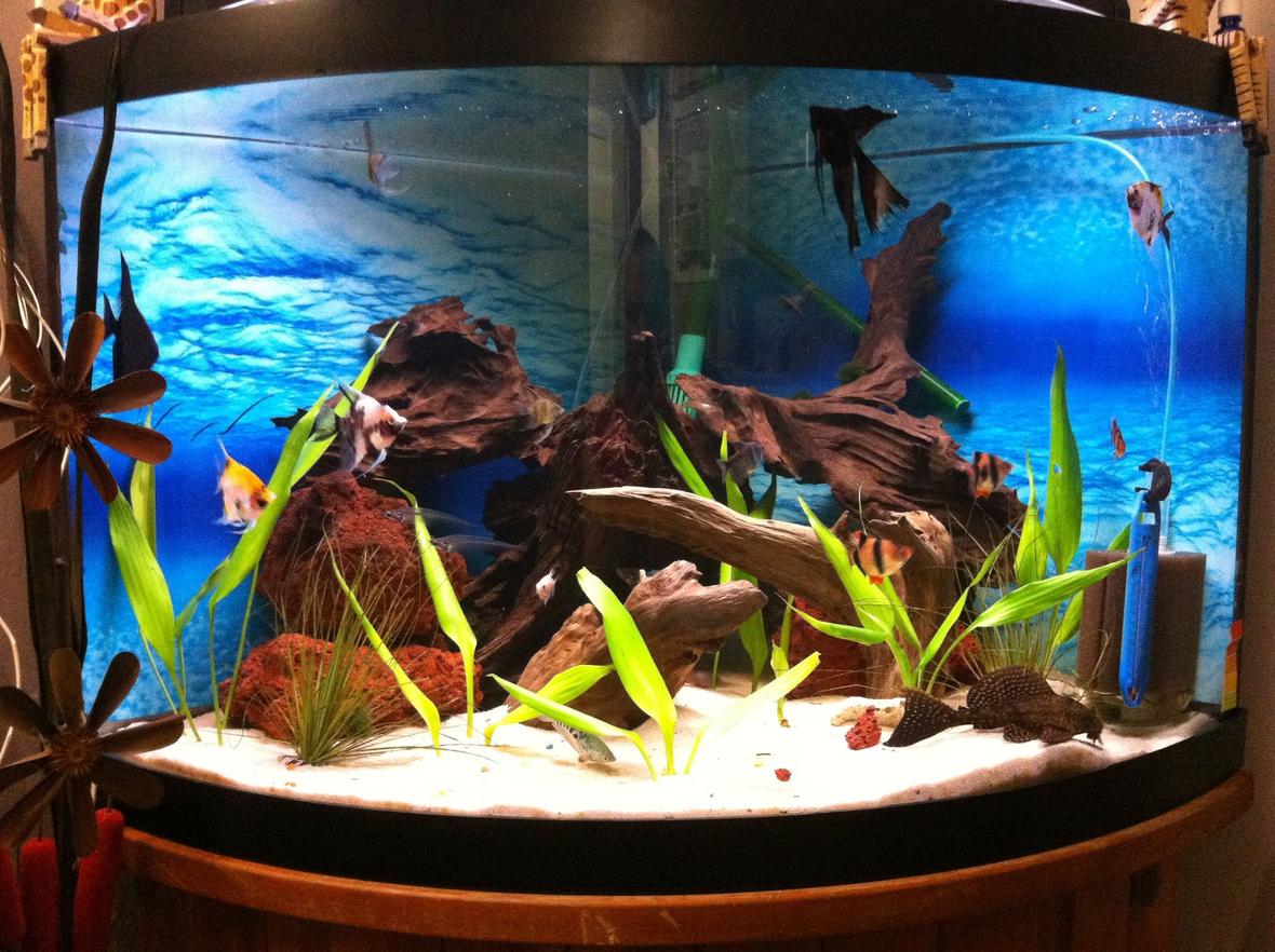 55 gallons planted tank (mostly live plants and fish) - 2 black angel fish, 3 koi angelfish, 2 zebra angelfish, 3 tiger barbs, 3 glass catfish, 1 sail fin pleco, 1 eel, 2 blue guarami, and 1 orange guarami