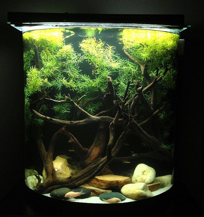 Rated #52: 20 Gallons Freshwater Fish Tank - 20 Gallon Tank