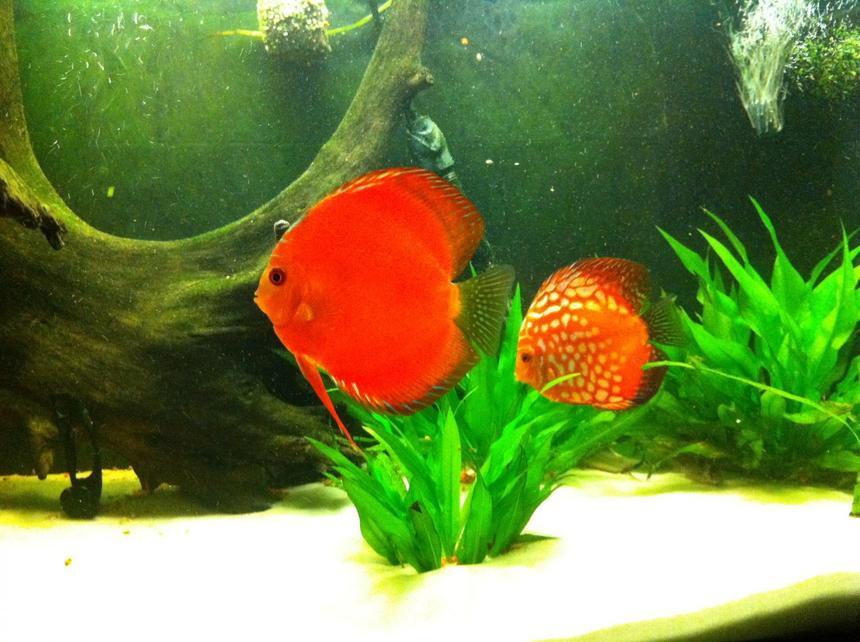 Rated #69: Freshwater Fish - Symphysodon Aequifasciatus - Red Melon Discus Stocking In 72 Gallons Tank - discus pair
