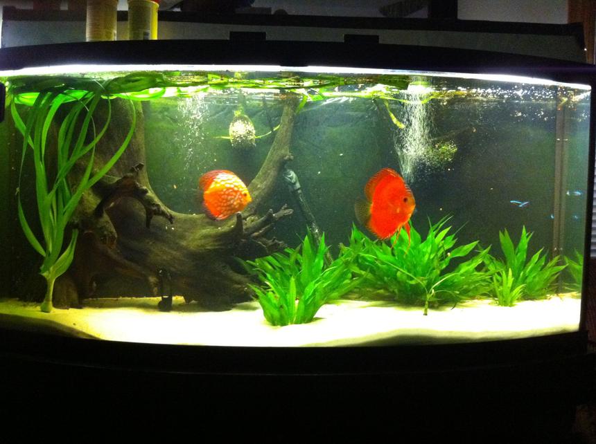 Rated #100: 72 Gallons Freshwater Fish Tank - discus home