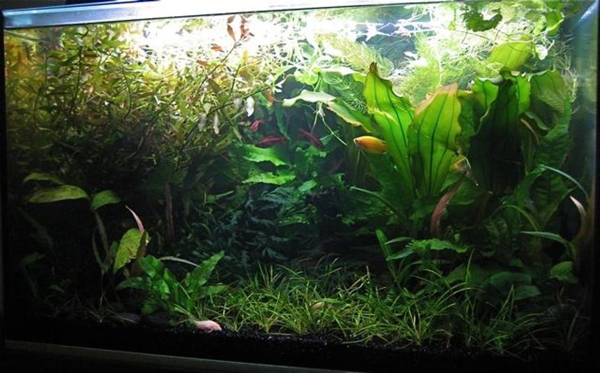 Rated #23: 15 Gallons Planted Tank - A dense garden forest garden, with brushes of fish colour.