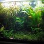 15 gallons planted tank (mostly live plants and fish) - A dense garden forest garden, with brushes of fish colour.