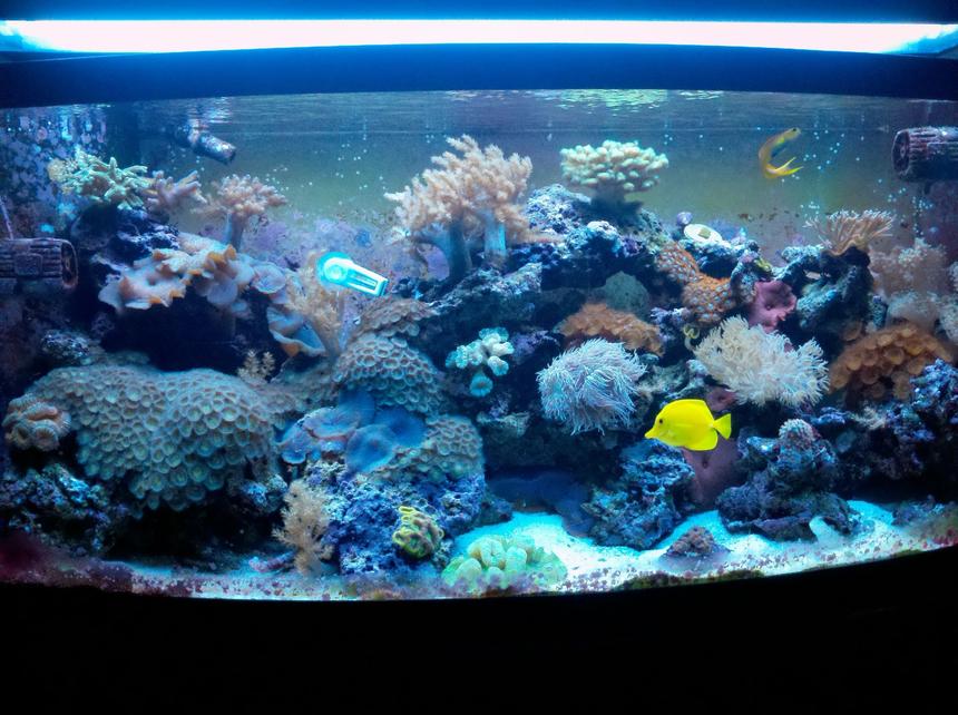 Rated #37: 72 Gallons Reef Tank - mixed reef